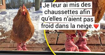 20+ Poules gâtées comme tu ne peux pas l’imaginer