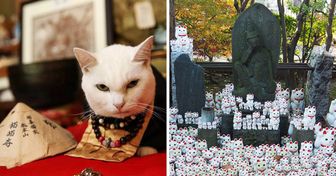 5 Preuves que le Japon est un vrai paradis pour les chats