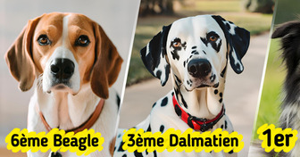 Si tu envisages d’adopter un chien pour la première fois, oublie ces 8 races