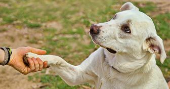 6 Messages courants que t’envoie ton chien lorsqu’il te donne la patte