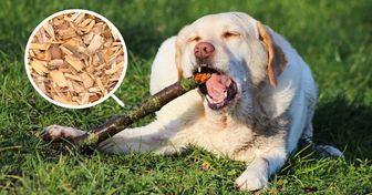 Les vétérinaires déconseillent de jeter des bâtons aux chiens car ce peut être fatal pour eux