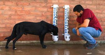 10 Mangeoires artisanales pour chiens errants photographiées dans le monde entier, prouvant que la bonté existe toujours.