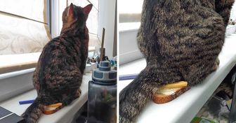 20+ Situations familières à ceux qui ont la chance d’avoir un chat