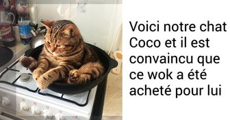 19 Chats insolents qui savent parfaitement qui est le maître à la maison