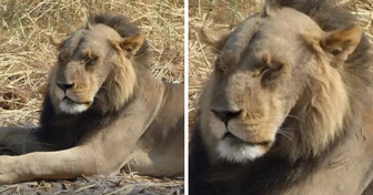 Ce lion au front dégarni est devenu la mascotte de tous les hommes qui perdent leurs cheveux
