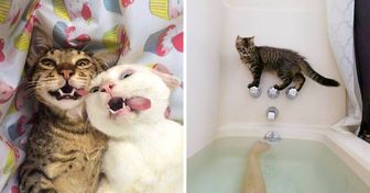 28 photographies qui prouvent que les chats sont des créatures réellement étranges