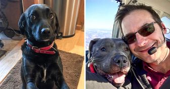 Cet Américain a sauvé la vie de plus de 1 000 chiens qui allaient être abattus