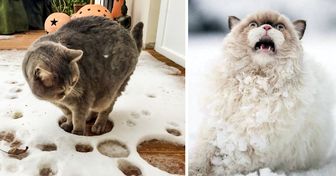 20+ Photos qui prouvent que les chats et la neige ne sont pas faits pour s’entendre !