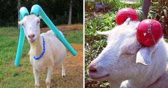 15 Propriétaires de chèvres ont eu une idée géniale pour éviter qu’elles ne blessent quelqu’un avec leurs cornes