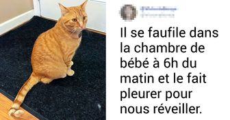 20+ Choses que seuls ceux qui partagent leur toit avec un chat comprendront