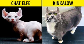 16 Races de chats domestiques dont tu n’as probablement jamais entendu parler