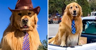 Ce chien est le maire d’une communauté en Californie et son adorable mandat nous a fait fondre d’admiration
