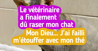 19 Chats qui nous offrent toute une gamme d’émotions au quotidien