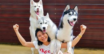 Un café en Thaïlande te donne l’opportunité de jouer et prendre des photos avec des huskies et d’autres chiens avant de passer commande