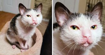 15+ Animaux de compagnie dont les particularités génétiques font tout leur charme