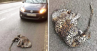 Un homme s’est arrêté parce qu’il pensait qu’un léopard s’était blessé sur la route, mais il a été surpris par ce qu’il a trouvé