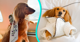 Une femme réserve un billet en première classe pour sa chienne, mais sa réponse aux critiques fait le buzz