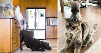 18 Photos qui prouvent que les chats et les chiens ont leur propre type de relation