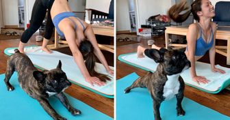20 Animaux prouvent leur souplesse au yoga et ils sont plus doués que certains humains