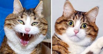 Ce mignon petit chat handicapé a conquis Instagram avec ses nombreuses mimiques faciales auxquelles tu t’identifieras sûrement