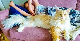 20 Photos qui expliquent pourquoi tout le monde est fou des chats Maine Coon