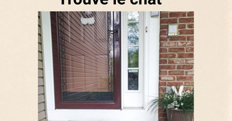 Deviens un champion de l’observation en cherchant les chats cachés