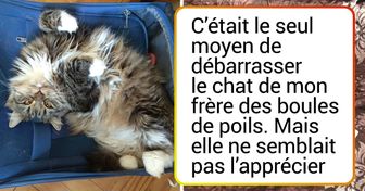 18 Personnes qui ont coupé les poils de leur animal de compagnie et se sont senties découragées après cette procédure