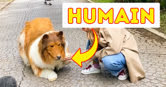 Ce Japonais a dépensé 13 000 euros pour devenir un chien, et voici la réaction des passants