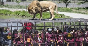 Ce zoo qui met les visiteurs en cage n’est vraiment pas fait pour les âmes sensibles...