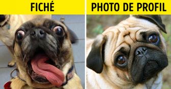 19 photos qui prouvent que même les animaux mentent sur les réseaux sociaux