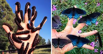 Un jeune homme de San Francisco ré-introduit des espèces rares de papillons dans son propre jardin.