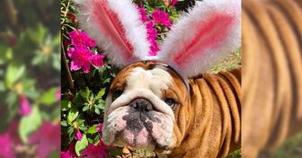 16 Photos d’un chien qui, en raison de son “enthousiasme”, a été élu comme lapin de Pâques de l’année