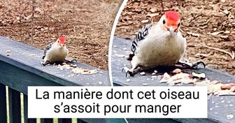 15 Photos qui prouvent que Dame Nature aime nous offrir régulièrement de bien jolis spectacles