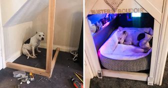 Pour l’aider à se sentir en sécurité, un homme a construit une mini-maison à son chien qui avait des problèmes de confiance