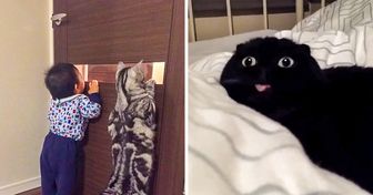 20 Chats adorables qui nous font tomber amoureux pour la vie