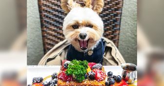 Ce chien vivait dans la rue, et aujourd’hui, il recommande des restaurants sur Instagram
