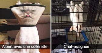Chaque propriétaire de chat se reconnaîtra à travers ces 27 photos postées sur Snapchat