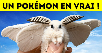 La Mite-Caniche Vénézuélienne : Un “Pokémon” en Chair et en Os Avec Une Fourrure Spéciale !