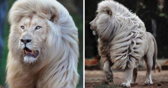 Un photographe immortalise la beauté d’un lion blanc sous tous les angles