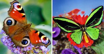 18 Espèces de papillons qui nous subjuguent par leur beauté