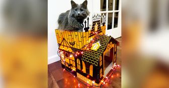 Ces merveilleux châteaux pour chats font sensation auprès des fans d’Halloween et de félins