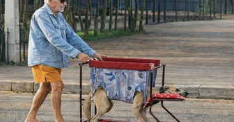 Un homme âgé a fabriqué une poussette pour que son chien paralysé puisse encore profiter de ses promenades