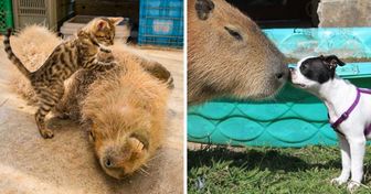 14 Adorables photos de capybaras qui nous donnent envie d’en adopter un