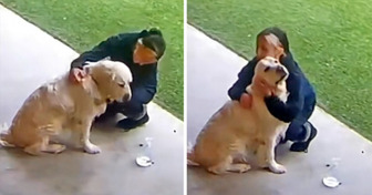 La réaction d’un golden retriever fait fondre les cœurs lorsqu’il a été récupéré le dernier à la garderie