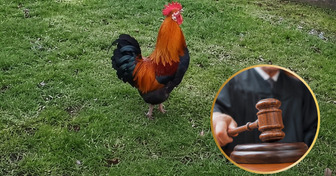 Elle voulait faire taire le coq de ses voisins : sa plainte se retourne contre elle