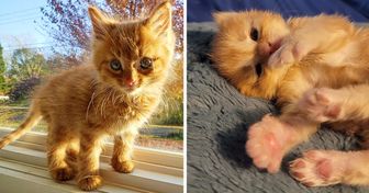 20 Photos qui prouvent que les chats roux sont vraiment spéciaux