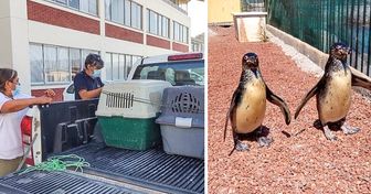 Deux pingouins aveugles échoués dans le nord du Chili ont survécu et trouvé un nouveau foyer