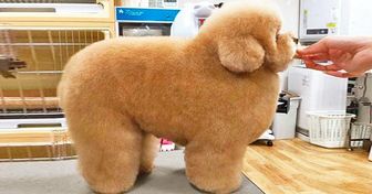 Tu vas reprendre confiance dans le coup de foudre en regardant ces 26 photos d’animaux