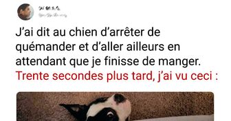 19 Fripouilles culottées qui se moquent éperdument des interdictions de leurs maîtres