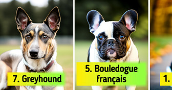 Les 10 meilleures races de chiens pour personnes âgées